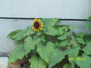 ���˴��ܵÿ�ϴ�Ƽ�����Ƶ�����ڷżٵ��飺�߳���֧�ִӳ�Ϧ��ʼ�ż�...